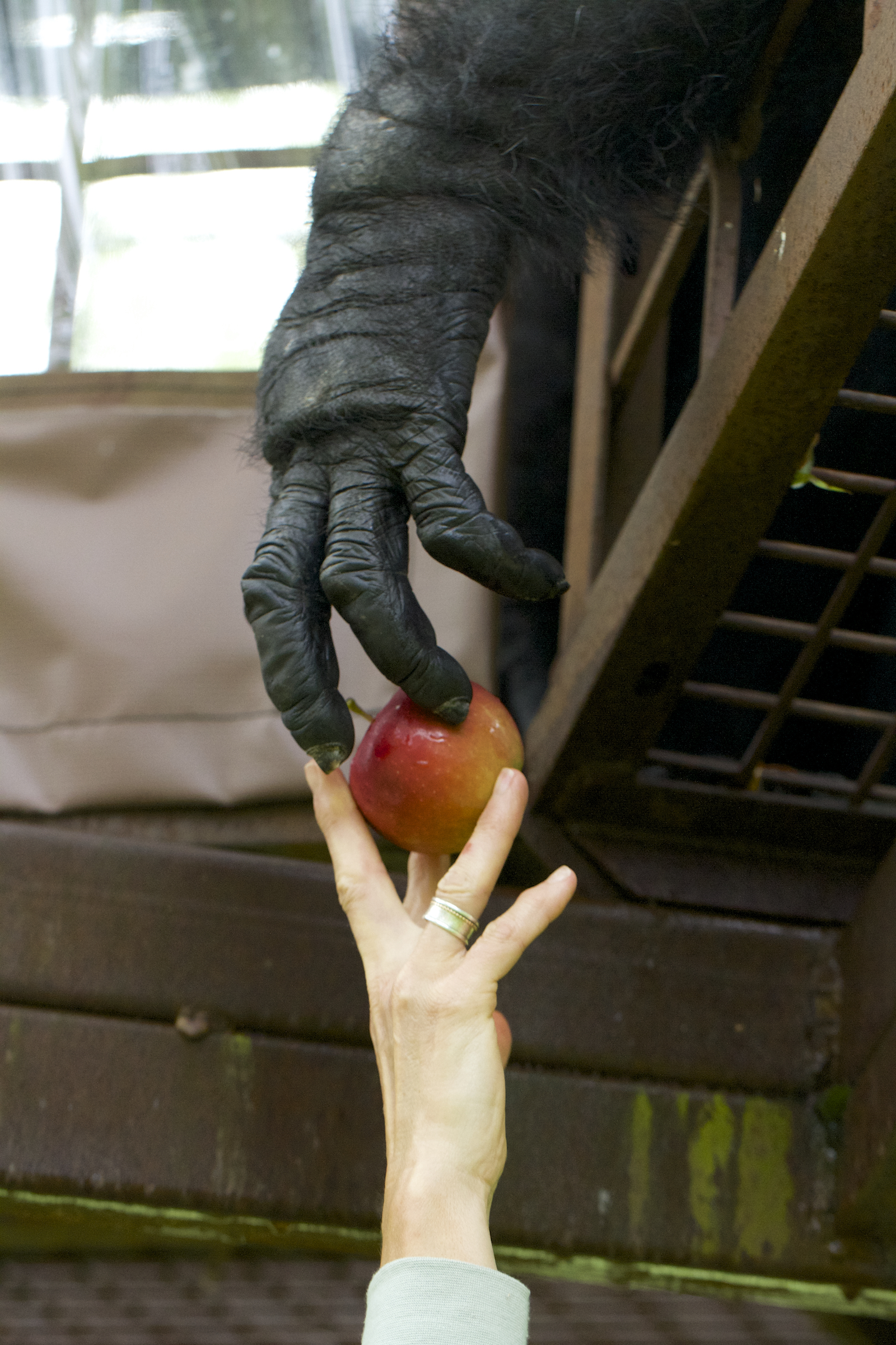 Founder Gloria grow handing an apple to a chimp. Photo by ©NJ Wight.
