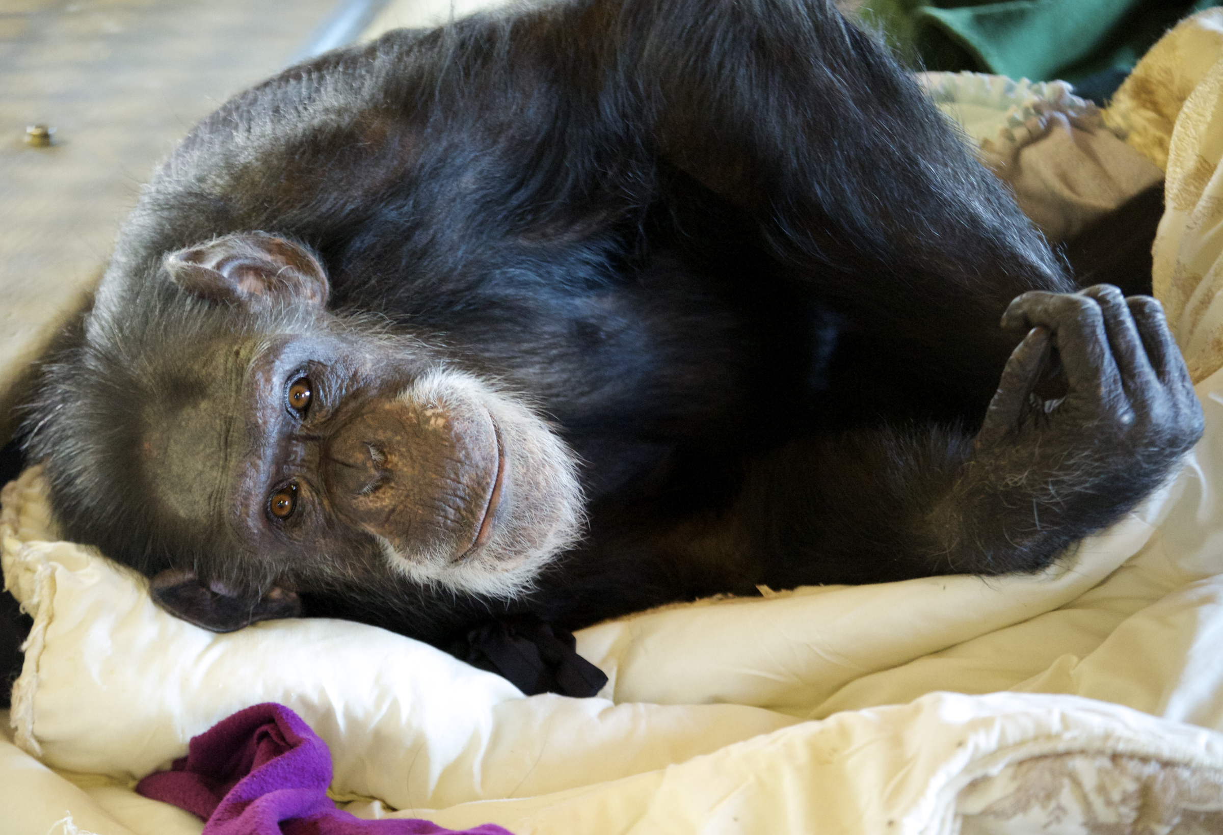 Tatu is a chimp at Fauna who knows sign language. Photo by NJ Wight of Fauna.