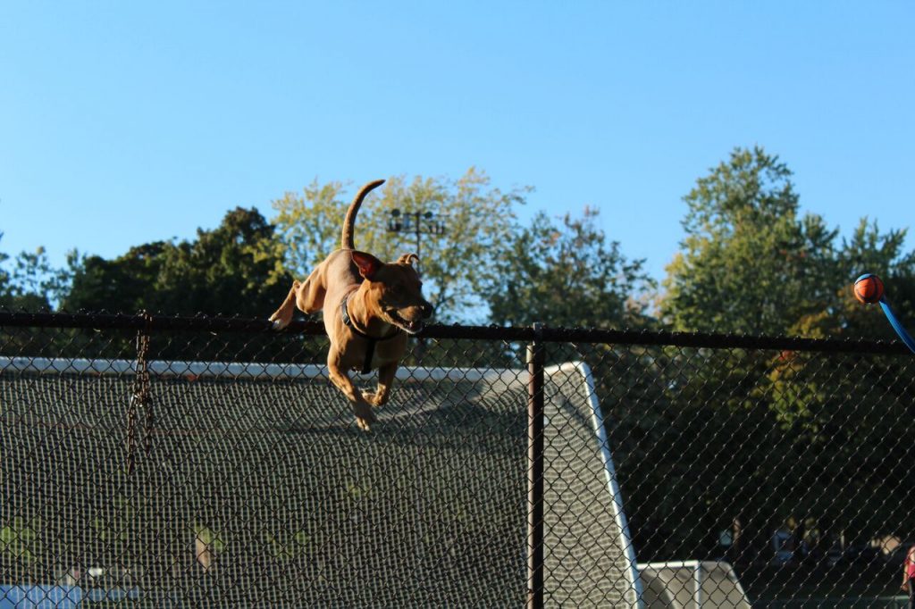 Pit bull Chester jumping over a fence in Trenholme Park, Montreal. Photo by Alex Hutchins.