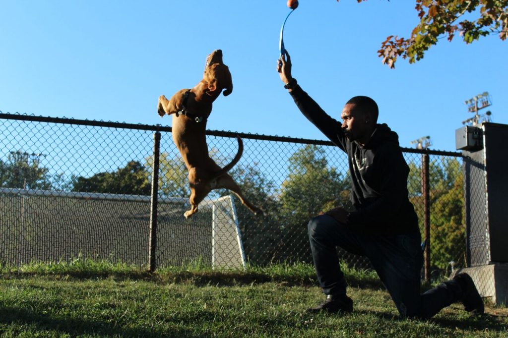 Nathaniel South playing with pit bull Chester as he flips for the ball. Photo by Alex Hutchins.
