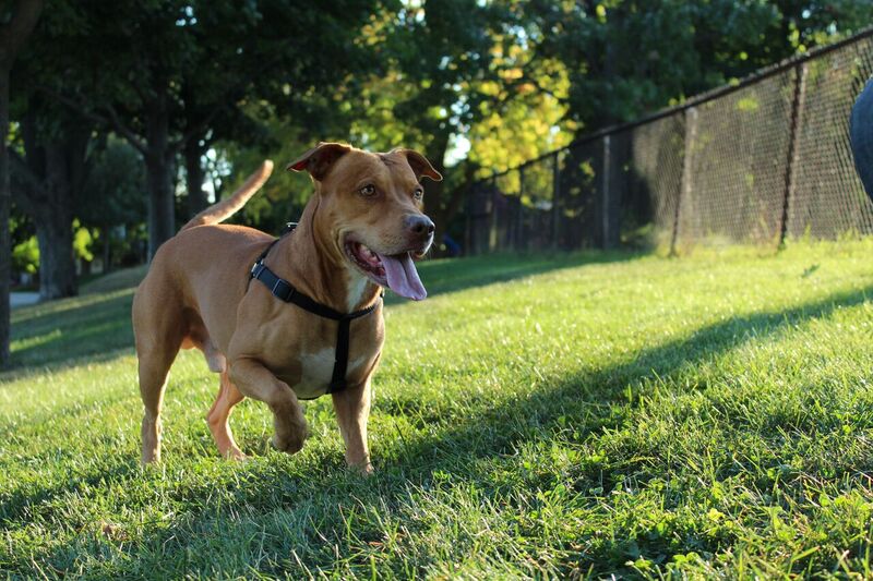 Pit bull Chester playing in Trenholme Park, Montreal. Photo by Alex Hutchins.
